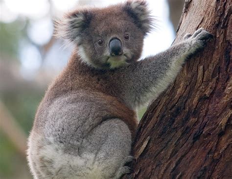 Koalas Officially Listed As Endangered In Act Canberra Citynews