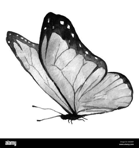 Watercolor Butterfly Black And White Handmade Stock Photo Alamy