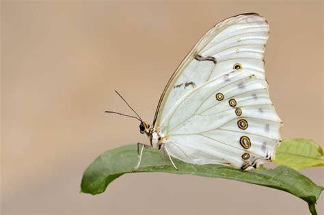 Borboleta Branca De Morpho Foto De Stock Imagem De Tropical 9183508