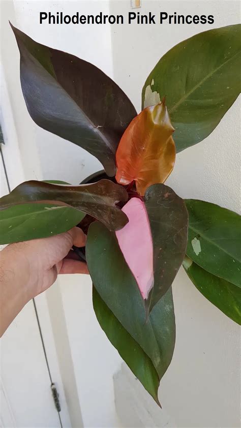 Philodendron Pink Princess Tropics Home