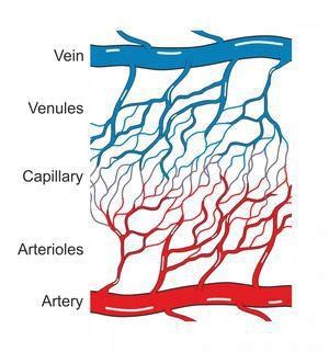 DMS Vascular Chapter 40 Peripheral Venous TEST 3 Flashcards Quizlet