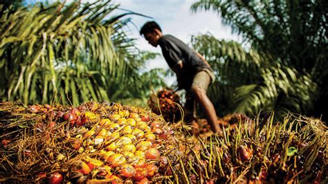 Aktivis Kesejahteraan Petani Sawit Bukan Prioritas Pengembangan