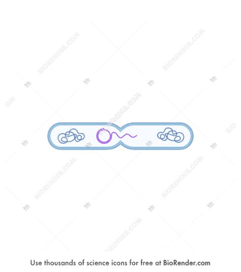 Free Bacteria (conjugation) Icons, Symbols & Images | BioRender