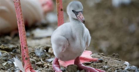 What’s a Baby Flamingo Called + 4 More Amazing Facts! - A-Z Animals