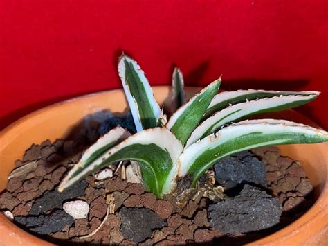 Rare Agave White Rhino Victoria Reginae 7 5 Cm Succulent Cactus