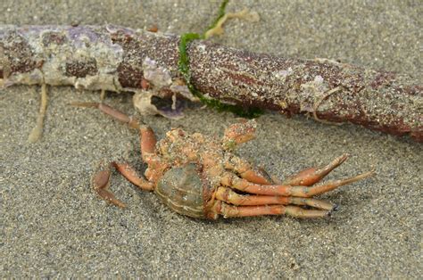 Crab Sea Creature Beach Free Photo On Pixabay Pixabay