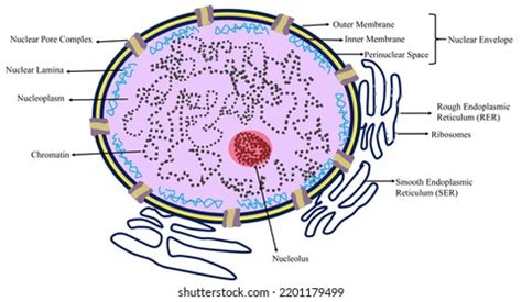 Structure Eukaryotic Cell Nucleus Nuclear Pore ภาพประกอบสตอก