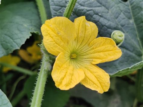 Una Flor Amarilla Con Un Centro Verde Y Un Centro Amarillo Foto Premium