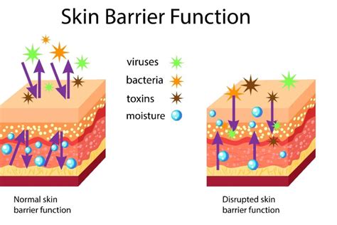 Dr Celine Leong Maintaining Your Skins Barrier Integrity Harmony