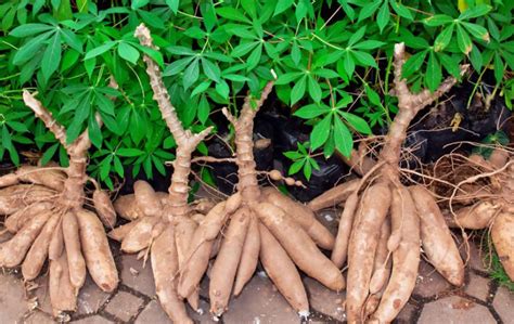 Production And Processing Of Cassava A Unit In The Making In Noun