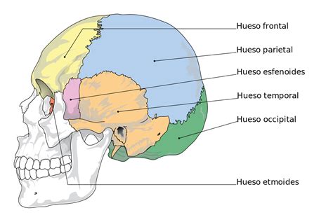 Neurocráneo y viscerocráneo Anatomía de los huesos del cráneo