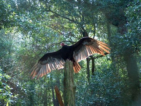 Home - Tallahassee Museum