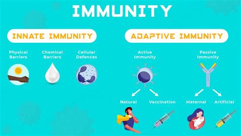 Immunity: Definition, Types, and Examples – StudiousGuy