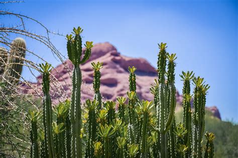 Cactus Désert Nature Photo gratuite sur Pixabay Pixabay