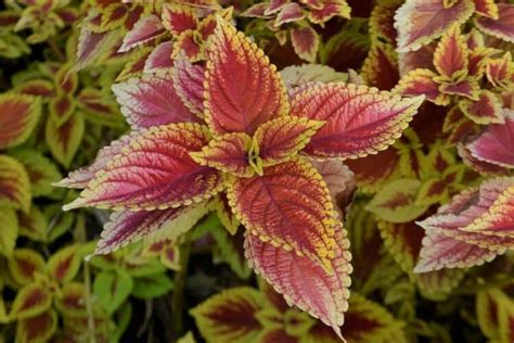 Are Coleus Plants Toxic To Cats What Do I Do If They Eat One Pango Pets