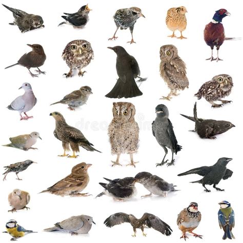 Group of wild birds stock image. Image of western, french - 177791927