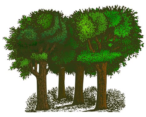 Clip Art Tree Tall Png Clipart