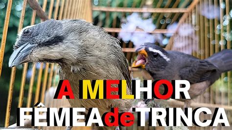 Melhor FÊMEA de trinca ferro MACHEANDO e CHAMANDO TRINCA FERRO