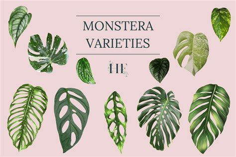 The Ultimate Guide To Monstera Varieties Types