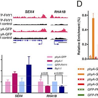 Fhy And Phya Coregulate Common Target Genes By Associating With The