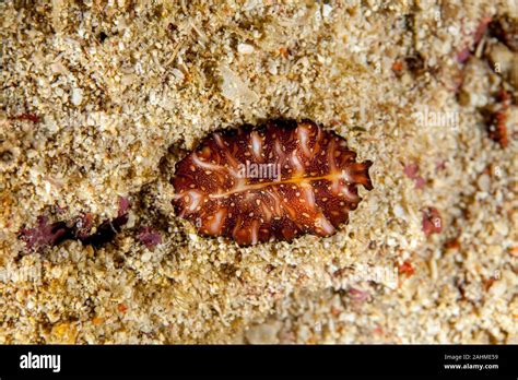 Pink Flatworm Hi Res Stock Photography And Images Alamy