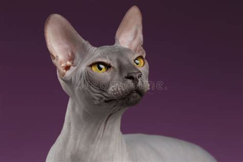 Closeup Sphynx Cat Looking Up On Purple Stock Photo Image Of Gaze