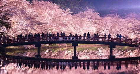 東北の桜名所に魅せられて～一度は行ってみたいお花見スポット～ びゅうトラベル（jr東日本）