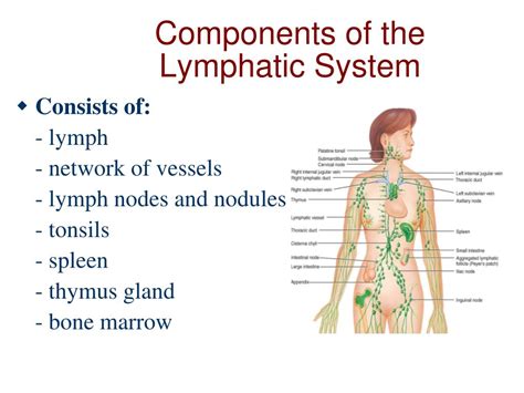 Ppt Functional Anatomy Of Lymphatic System Powerpoint Presentation