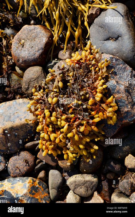 Ascophyllum Nodosum Hi Res Stock Photography And Images Alamy