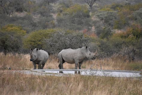 Rhino Poaching In South Africa Declines During Coronavirus Lockdown