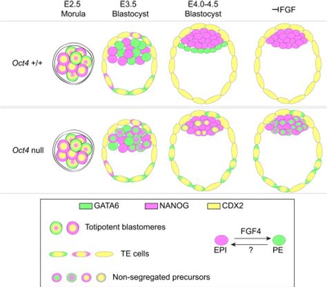 Oct4 The Final Frontier Differentiation Defining Pluripotency