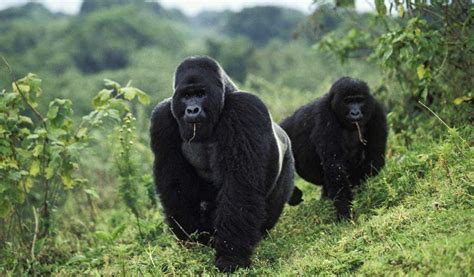 Days Congo Gorilla Tour Gorilla Safari In Virunga National Park