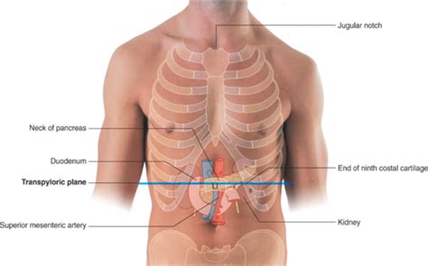 Posterior Abdominal Wall And Retroperitoneal Structures Flashcards