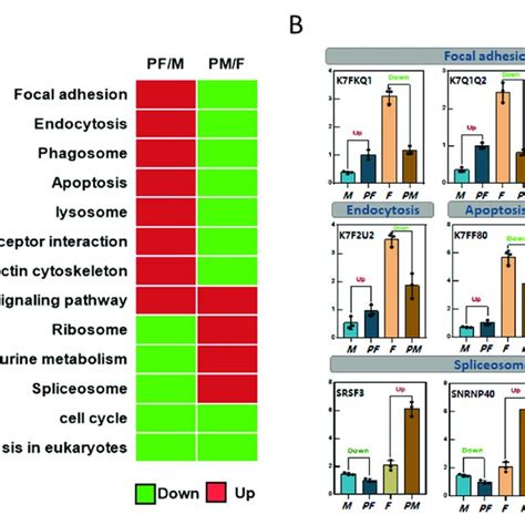 Analysis Of Common Kegg Enrichment Pathways Between Two Sexual Reversal