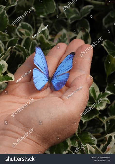 Woman Hand Holding Butterfly Stock Photo 2200871801 Shutterstock