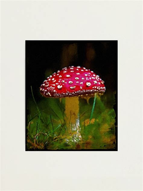 Amanita Muscaria Mushroom Vintage Cute Amanita Muscaria Botanical Art