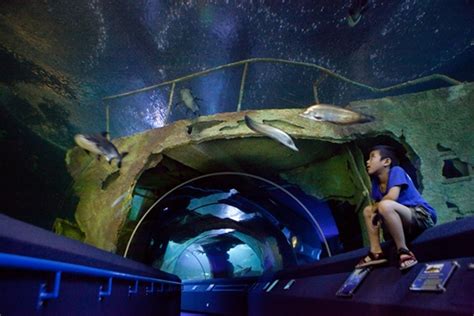 Underwater World Pattaya The Most Beautiful Aquarium In Pattaya The