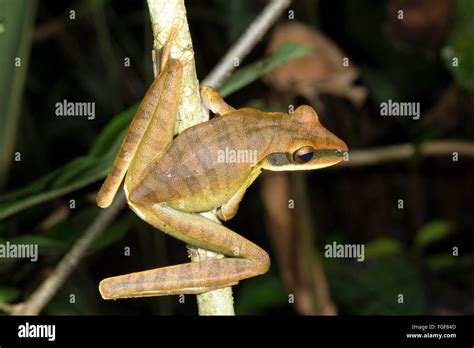 Quacking River Frog Hypsiboas Lanciformis Perching In The Rainforest