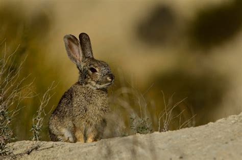 Premium Photo | The common rabbit or european rabbit is a species of lagomorphic mammal of the ...