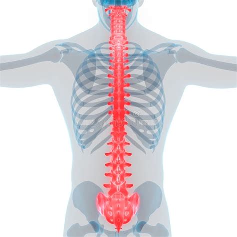 Coluna Vertebral De Anatomia Do Sistema Esqueleto Humano Ilustra O