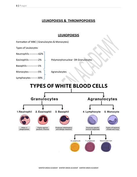 Leukopoiesis & Thrombopoiesis or Production of WBCs and Thrombocytes ...