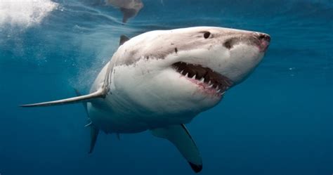 Por Qu No Hay Tiburones Peligrosos Para Los Humanos En El Mar Negro