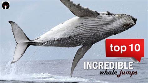 My Top Whale Jumps Incredible Whales On Camera Revised Youtube