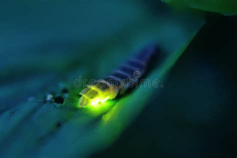 Glow worm stock photo. Image of noctiluca, bioluminescence - 56581566