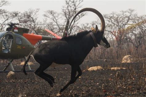 One Biologists 20 Year Mission To Save Angolas Giant Sable Atlas