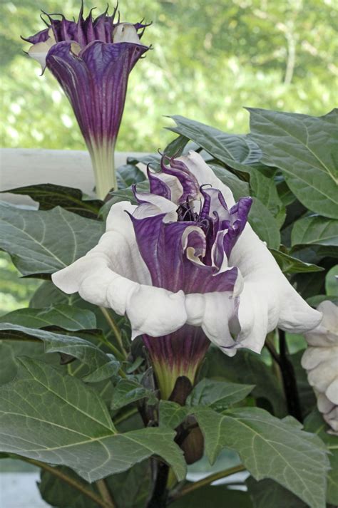 DATURA metel Ballerina Purple - Muller Seeds