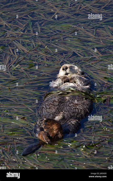 Sea otter sleeping on bed of seaweed hi-res stock photography and ...