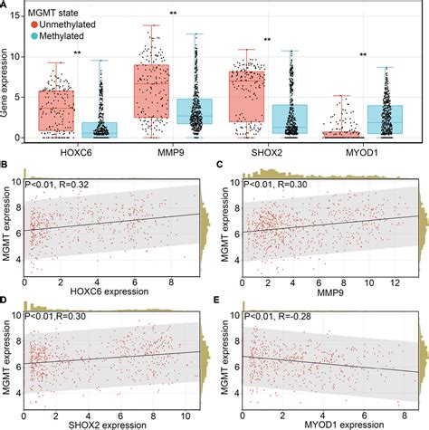 Frontiers A Novel Hypoxia Driven Gene Signature That Can Predict The