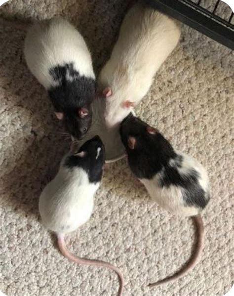 Pin on Ratas | Cute rats, Pet rats, Funny rats