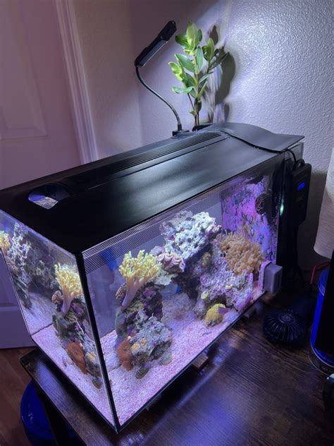 Fluval Evo 13 5 Gallon Computer Desk Display Reef2Reef